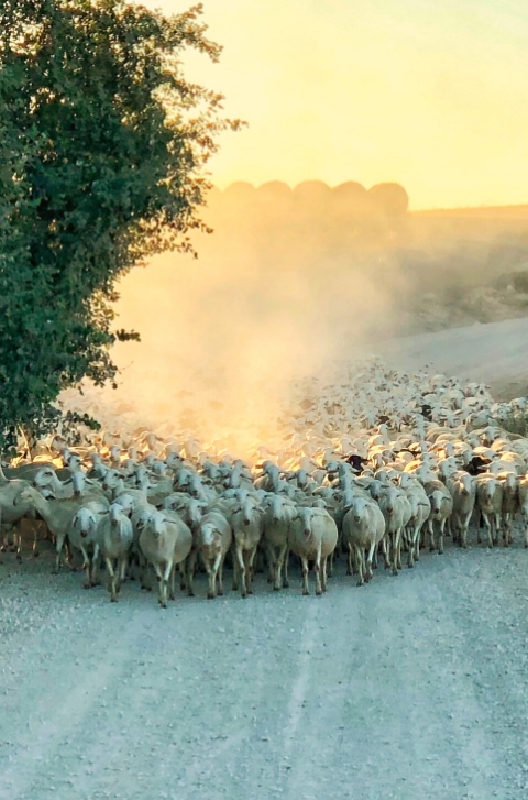 biodiversidad-animales