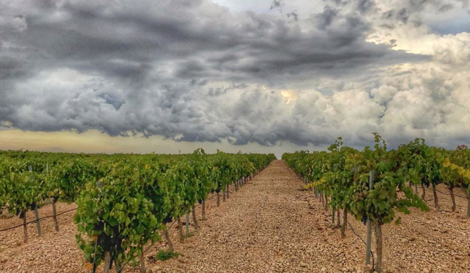 bodegas piqueras